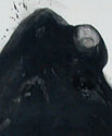 "Batman 1"